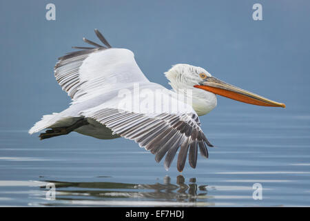 Dalmatian Pelican (Pelecanus crispus) flies across a near still Lake Kerkini in Northern Greece Stock Photo