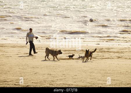 Man kicking a football for dogs on a beach. Allonby Cumbria England UK. Stock Photo