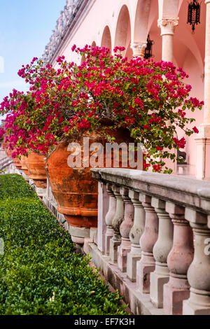 Terracotta Urns filled with red flowering  during the winter months in the Ringling Museum of Art gardens in Sarasota FL Stock Photo