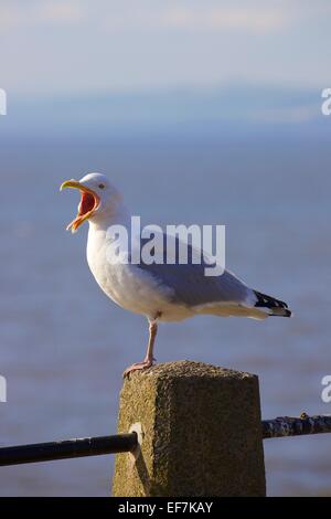 European herring gull calling, standing on one leg on a concrete post. Stock Photo