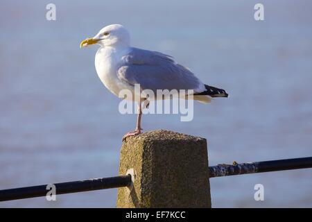 European herring gull standing on one leg on a concrete post. Stock Photo