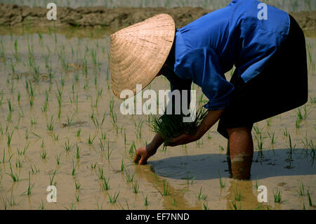 Vietnam, Ha Giang province, valley around Meo Vac, rice fields, Tay tribes farmer Stock Photo