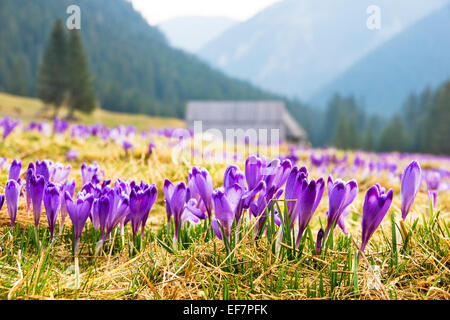 Crocus on a green meadow in spring Stock Photo