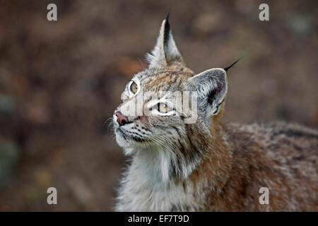 European lynx / Eurasian lynx (Lynx lynx) close-up portrait Stock Photo