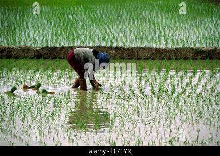 Laos, Luang Nam Tha province, rice fields, farmer Stock Photo