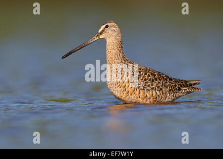 Long-billed Dowitcher - Limnodromus scolopaceus Stock Photo