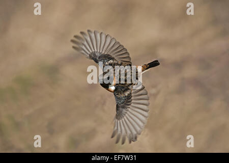 Male  Stonechat-Saxicola torquata in flight. Winter. Uk Stock Photo