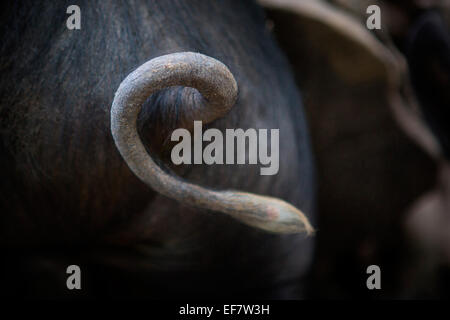 Rear view of free range bershire pig's curly tail, close up Stock Photo
