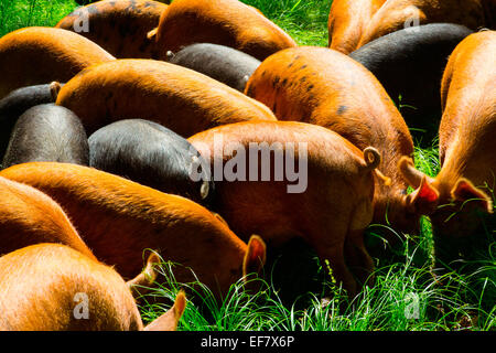 Free range tamworth and berkshire pigs foraging in sunlight Stock Photo