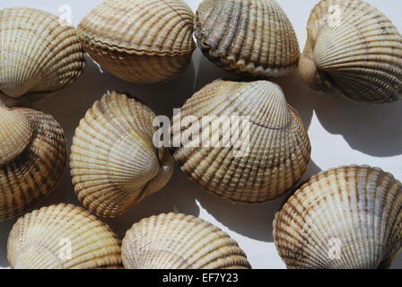 Cockles from the Dee Estuary, Wales Stock Photo