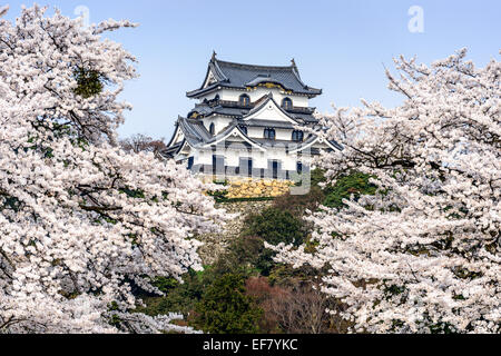 Hikone, Japan at Hikone Casle in the spring season. Stock Photo