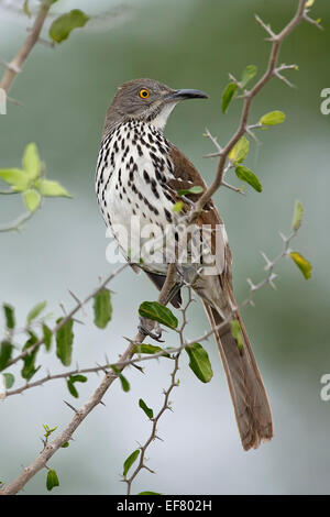 Long-billed Thrasher - Toxostoma longirostre