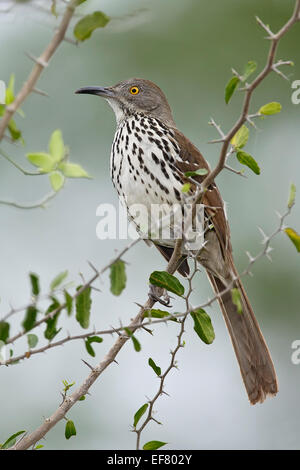 Long-billed Thrasher - Toxostoma longirostre