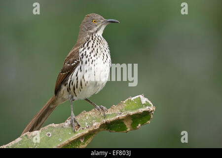 Long-billed Thrasher - Toxostoma longirostre