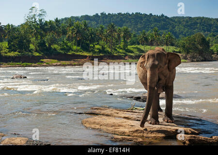 Elephant in park Pinawella. Sri Lanka Stock Photo