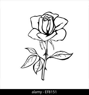 Black vector outline of single rose flower isolated on a white Stock ...