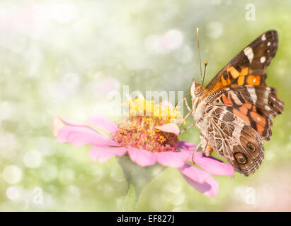 Dreamy image of an American Painted Lady butterfly Stock Photo