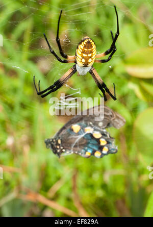 Female Black-and-yellow Argiope spider guarding her tightly wrapped up Swallowtail butterfly prey Stock Photo