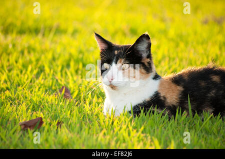 Beautiful calico cat in grass in bright sunshine Stock Photo