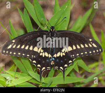 Eastern Black Swallowtail butterfly resting on grass Stock Photo