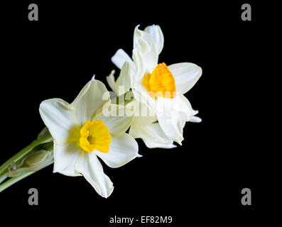 White and yellow daffodil on black Stock Photo