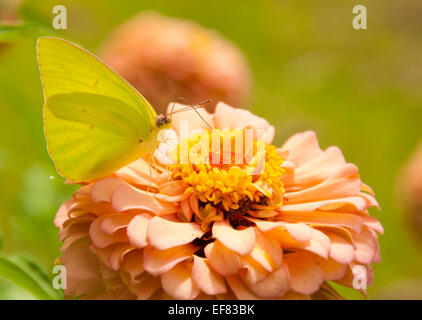 Cloudless Sulphur Butterfly feeding on a salmon colored Zinnia Stock Photo