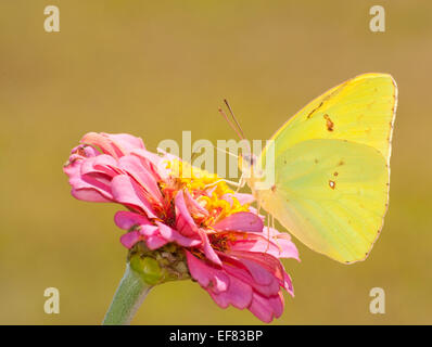 Beautiful bright yellow Cloudless Sulphur butterfly feeding on a pink Zinnia against muted green background Stock Photo