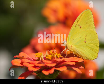 Brilliant yellow Cloudless Sulphur butterfly feeding on a bright orange Zinnia flower Stock Photo