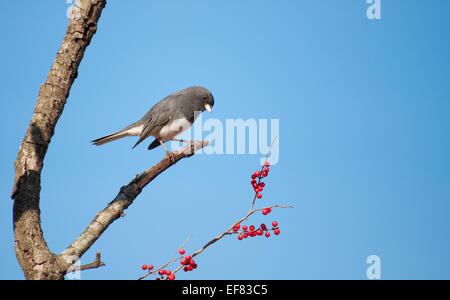 Dark-eyed Junco, Junco hyemalis, perched in a Possumhaw tree against clear blue sky, looking at red berries to eat Stock Photo