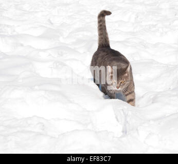 Beautiful blue tabby cat walking in deep snow towards viewer Stock Photo