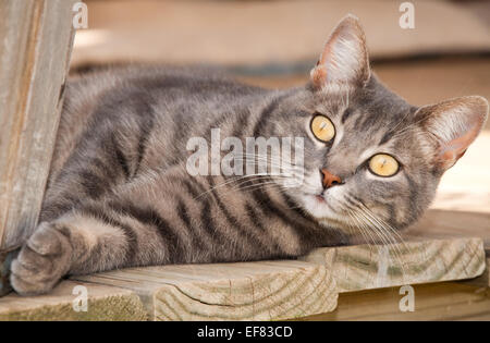 Beautiful blue tabby cat with striking yellow eyes resting on porch Stock Photo