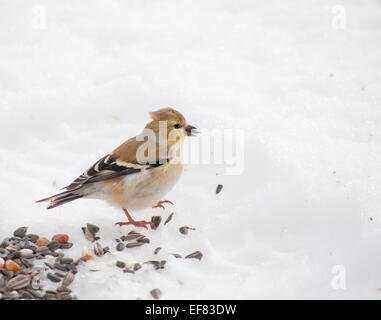 Beautiful American Goldfinch peeling a sunflower seed in its bill, on snow Stock Photo
