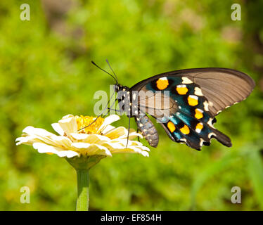 Green Swallowtail butterfly feeding on a pale yellow Zinnia against green summer background Stock Photo