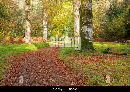 Pathway through autumn woodland in the Teign Valley Devon Uk Stock Photo