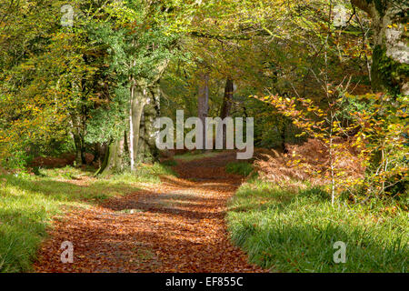 Pathway through autumn woodland in the Teign Valley Devon Uk Stock Photo