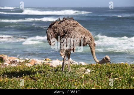 Wild Ostrich in the Cape of Good Hope Nature Reserve Stock Photo