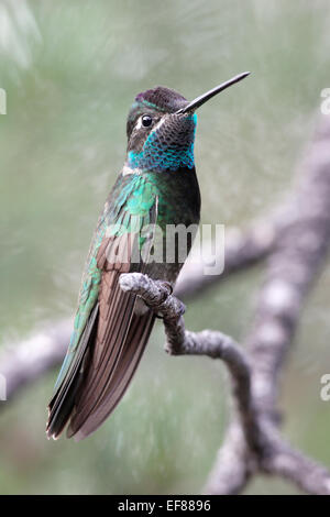 Magnificent Hummingbird - Eugenes fulgens - male Stock Photo