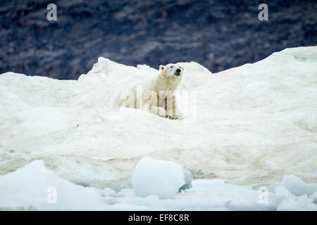 Canada, Nunavut Territory, Polar Bear (Ursus arctos) resting on iceberg floating near Frozen Strait and White Island near Arctic Stock Photo