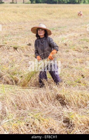 Local Thai woman working as a labourer harvesting rice by traditional methods by hand from a paddy field on a farm in rural Chiang Rai, north Thailand Stock Photo