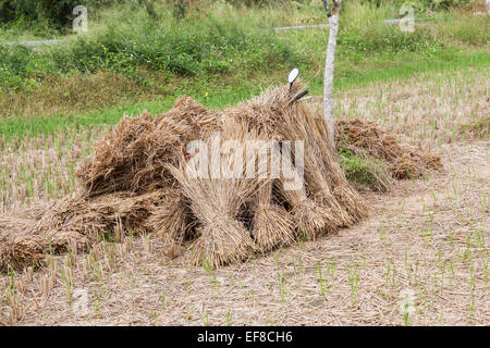 Harvested rice from a paddy field stacked in a pile of traditional hand-tied bales, or stooks, on a farm in rural Chiang Rai, northern Thailand Stock Photo