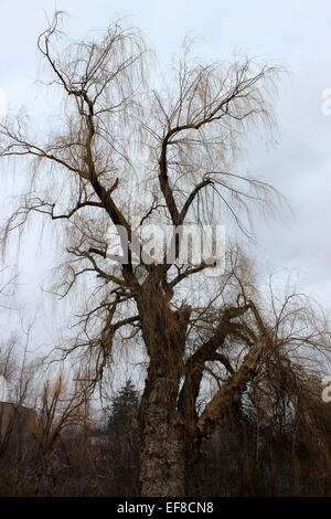 Photograph of a lonely old tree on a cold winter morning in Canada Stock Photo