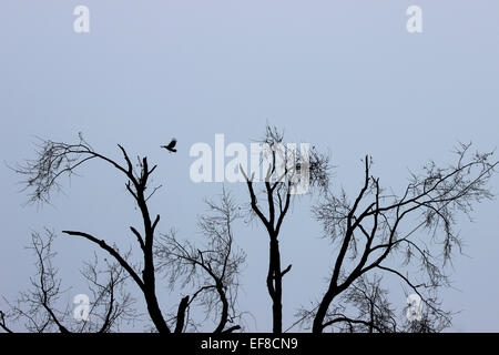 Capturing a solitary bird flying over the treetops of a winter landscape in Canada Stock Photo