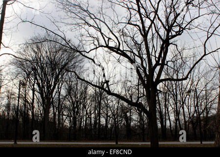 Mysterious photograph in a lonely forest with spooky trees leafless branches on a winter morning in Canada Stock Photo