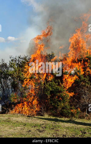 Burning of gorse in a controlled manner in the New Forest Hampshire Stock Photo