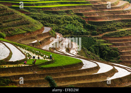 Farmers planting rice on terraces during rainy season near Sa Pa to Lao Cai Road, northern Vietnam Stock Photo