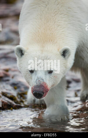 Polar bear feeding on Narwhal carcass in the Canadian Arctic Stock ...