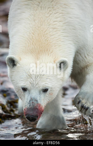 Polar bear feeding on Narwhal carcass in the Canadian Arctic Stock ...