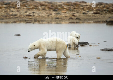 Canada, Manitoba, Churchill, Polar Bear (Ursus maritimus) and cubs wading in shallow tidal pool along shoreline of Hudson Bay on Stock Photo