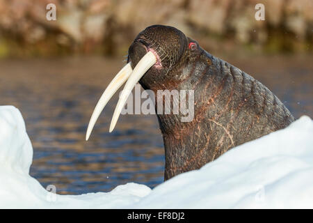 Canada, Nunavut Territory, Repulse Bay, Walrus (Odobenus rosmarus) at edge of sea ice in Frozen Strait near Vansittart Island al Stock Photo