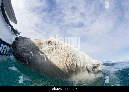 Canada, Nunavut Territory, Close-up of Polar Bear (Ursus maritimus) swims up to inflatable boat near Arctic Circle along Hudson Stock Photo
